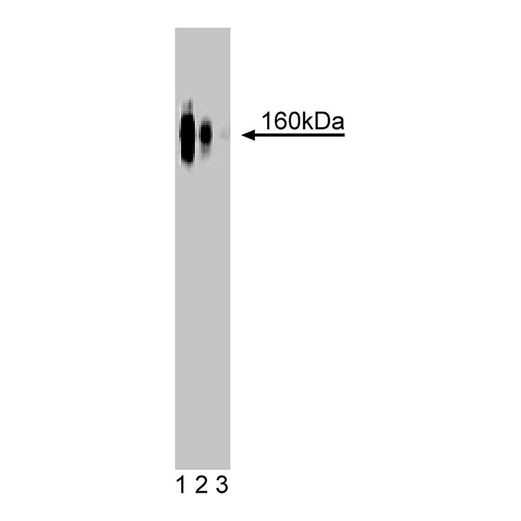 BD Purified Mouse Anti-δ-Catenin