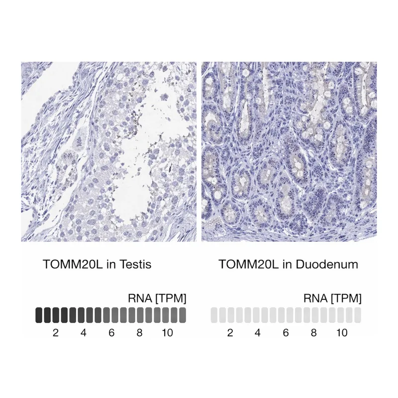 Merck Anti-TOMM20L antibody produced in rabbit