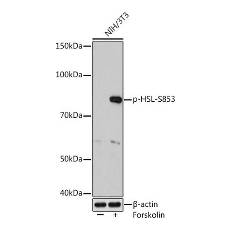 Merck Anti-Phospho-HSL-S853 antibody produced in rabbit
