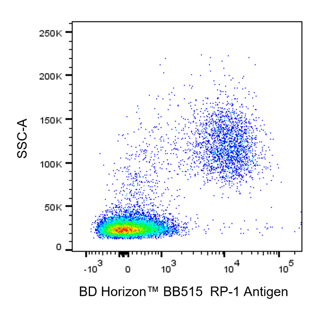 BD BB515 Mouse Anti-Rat RP-1 Antigen