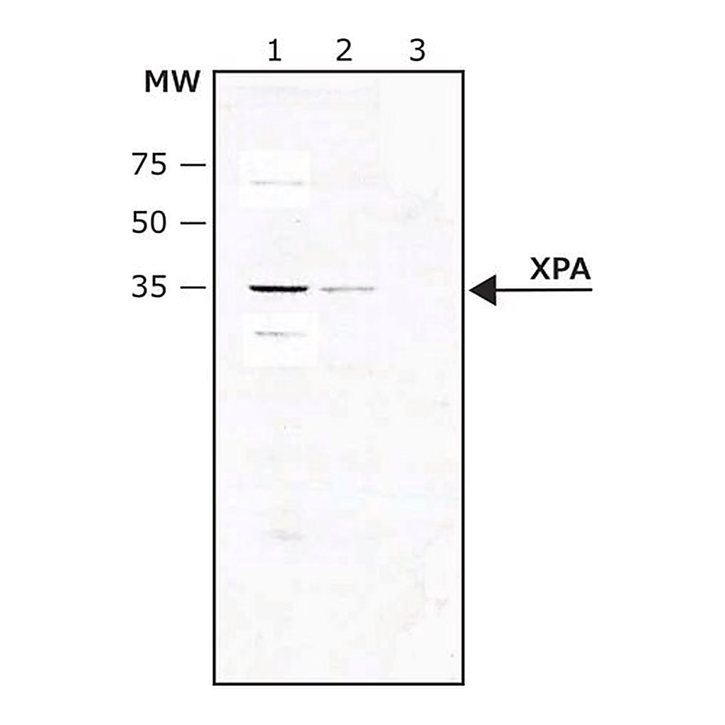 Merck Anti-XPA (C-terminal) antibody produced in rabbit