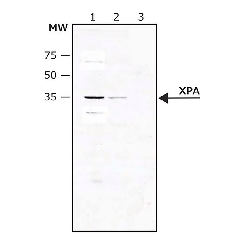 Merck Anti-XPA (C-terminal) antibody produced in rabbit