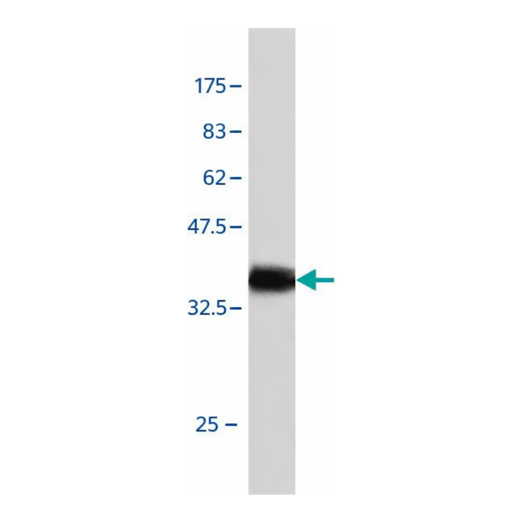 Merck Monoclonal Anti-SLIT3 antibody produced in mouse