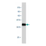 Merck Monoclonal Anti-SLIT3 antibody produced in mouse