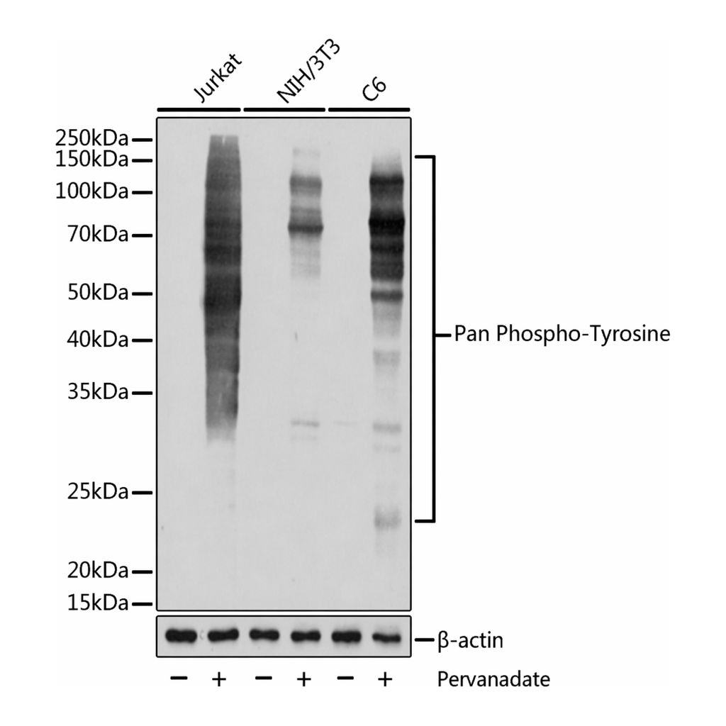 Merck Anti-Pan Phospho-Tyrosine antibody produced in rabbit