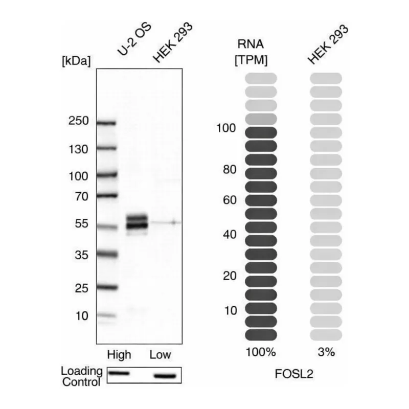 Merck Anti-FOSL2 antibody produced in rabbit