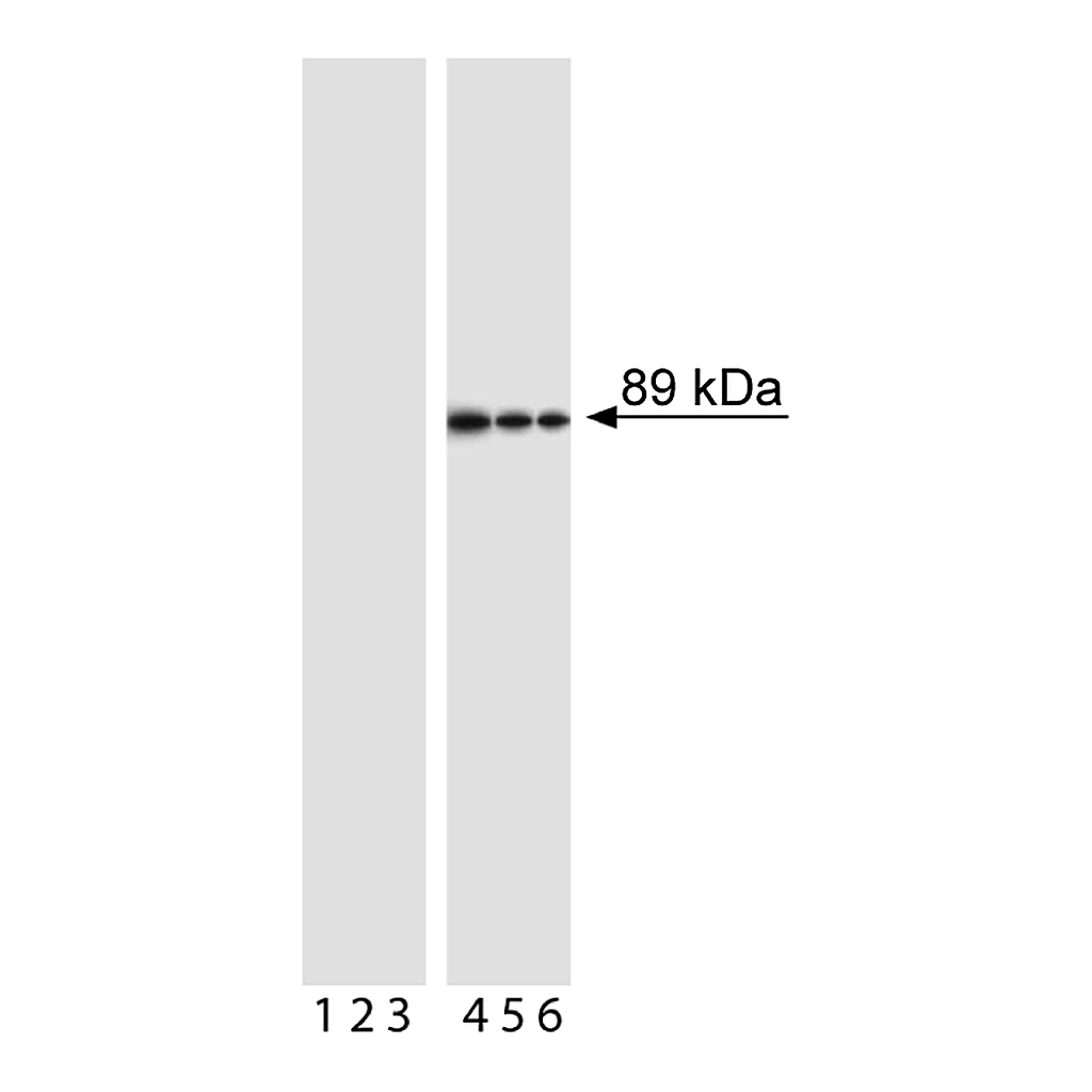 BD Purified Mouse Anti-Cleaved PARP (Asp214)