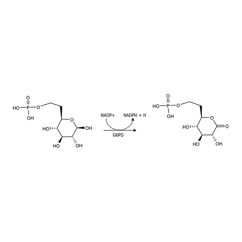 Merck Glucose-6-phosphate Dehydrogenase from Leuconostoc mesenteroides