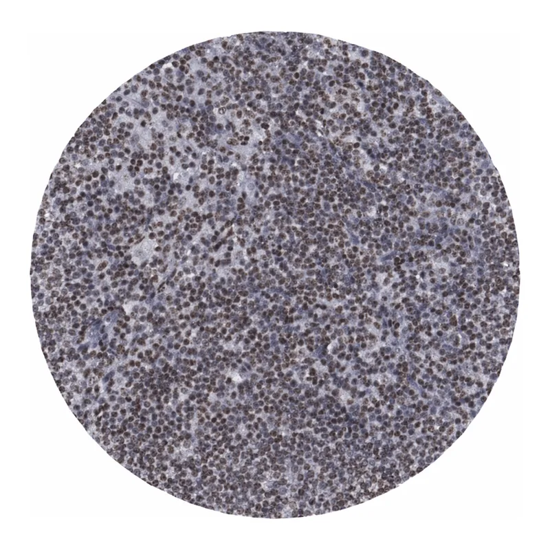 Merck Anti-HNRNPA2B1 antibody produced in rabbit