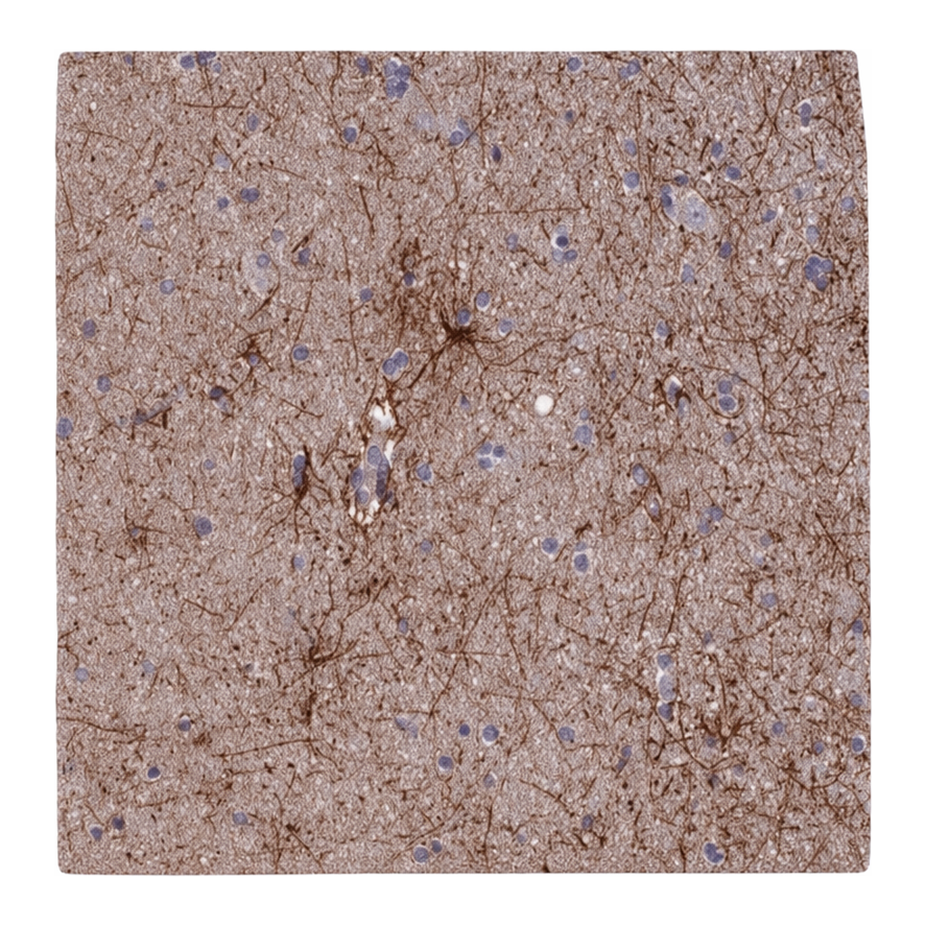 Merck Anti-USP37 antibody produced in rabbit