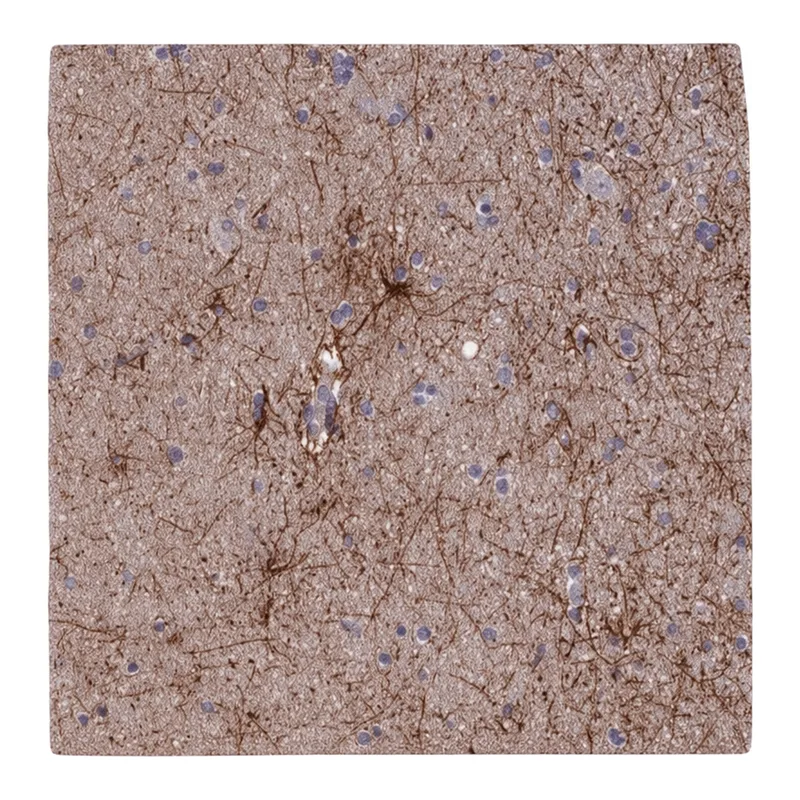 Merck Anti-USP37 antibody produced in rabbit