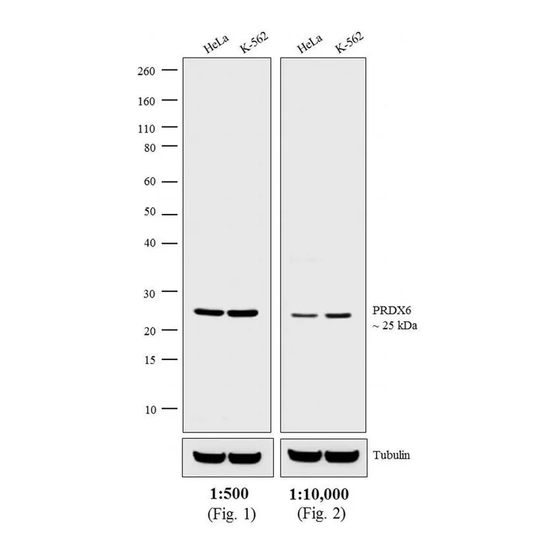 Thermo Fisher Scientific Chicken anti-Rabbit IgG (H+L) Cross-Adsorbed Secondary Antibody, HRP