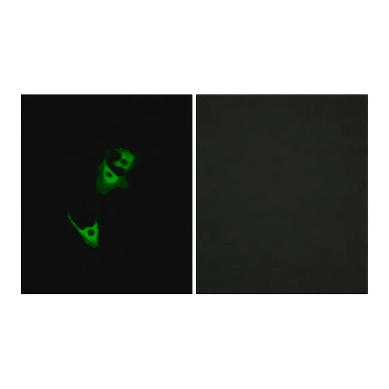 Merck Anti-GLP1R antibody produced in rabbit