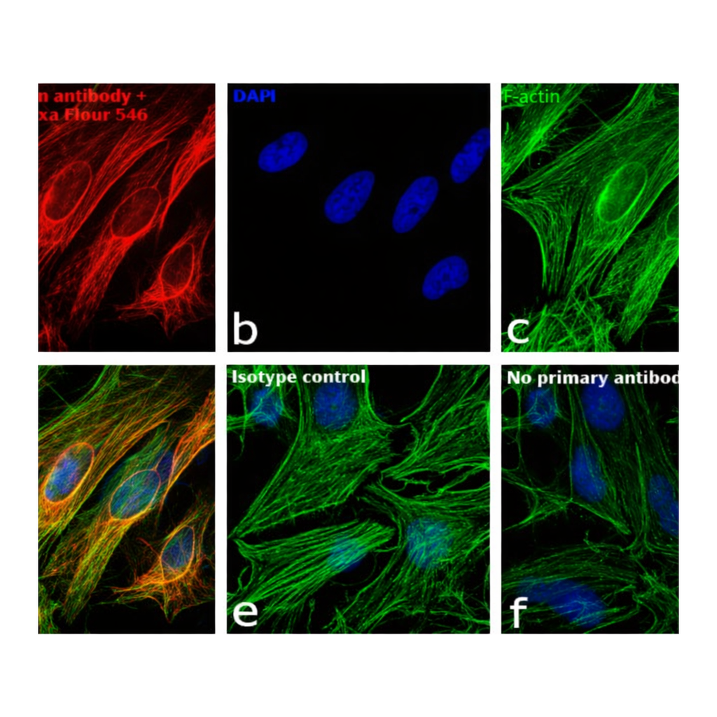 Thermo Fisher Scientific Goat anti-Rabbit IgG (H+L) Highly Cross-Adsorbed Secondary Antibody, Alexa Fluor 546