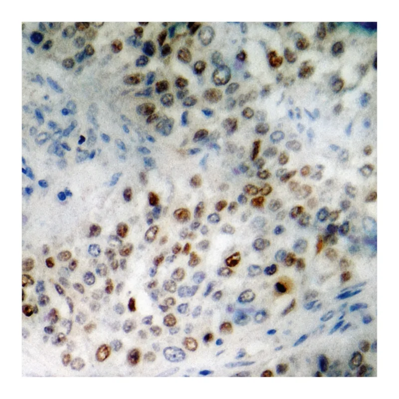Merck Anti-phospho-SP1 (pThr453) antibody produced in rabbit