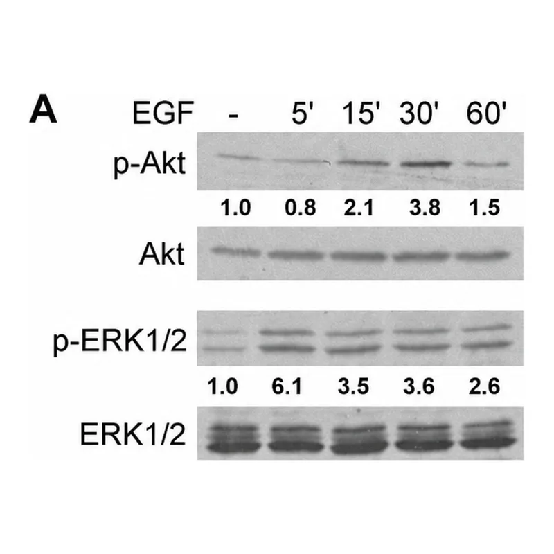 Merck Monoclonal Anti-MAP Kinase, Activated (Diphosphorylated ERK-1&2) antibody produced in mouse