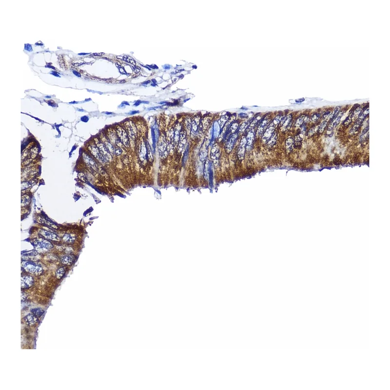 Merck Anti- RhoA antibody produced in rabbit