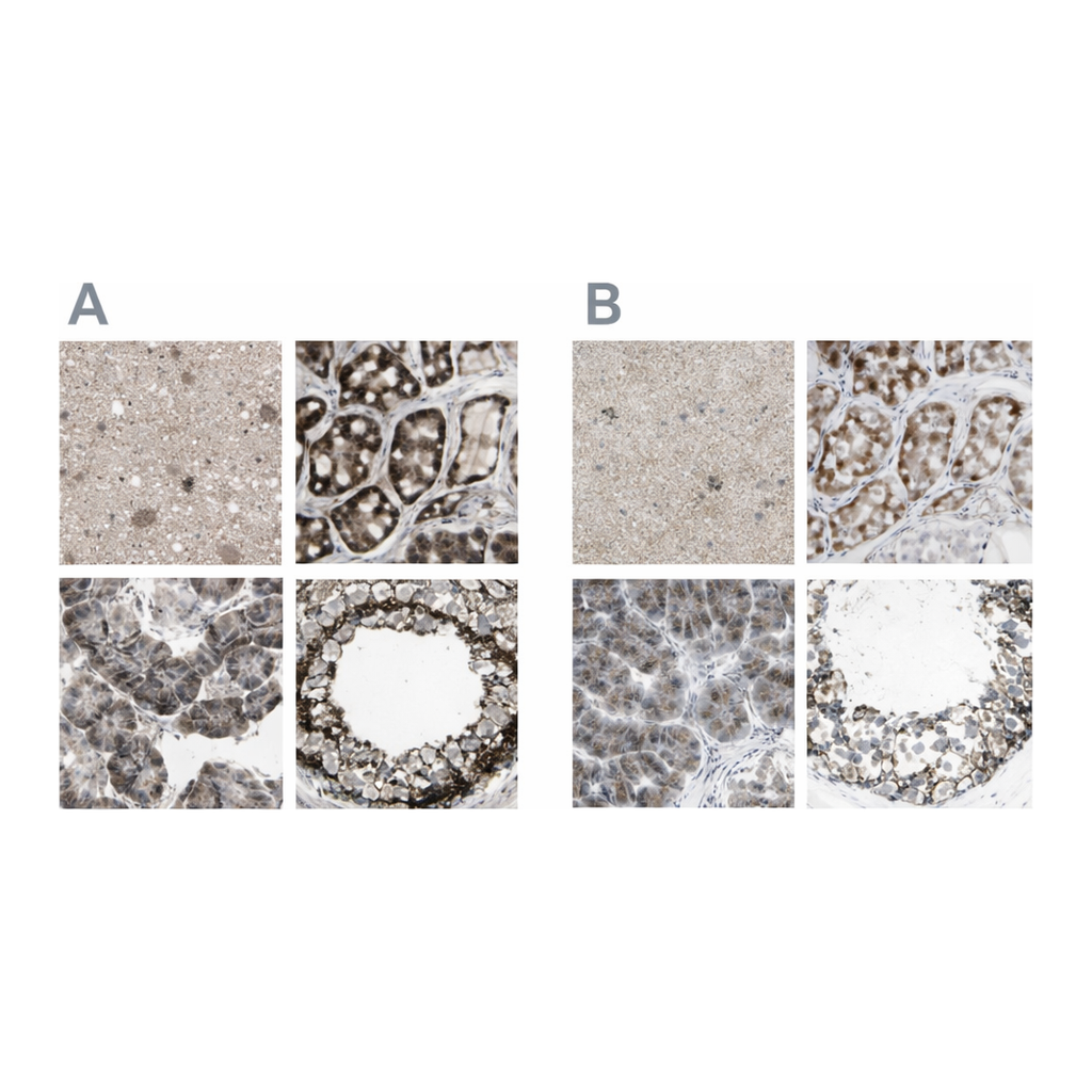 Merck Anti-CYB5R1 antibody produced in rabbit
