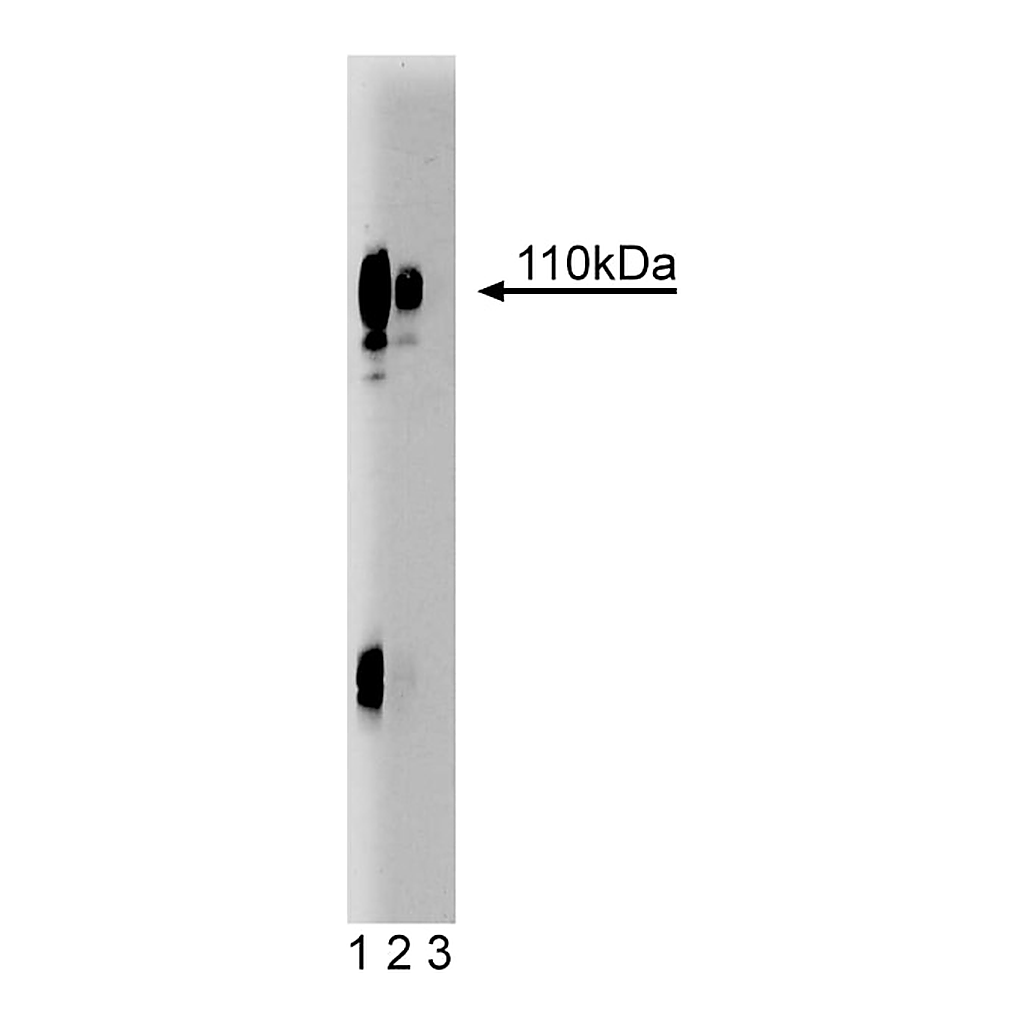 BD Purified Mouse Anti-Human Lamp-1