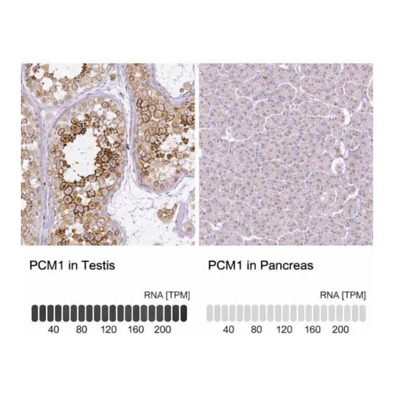 Merck Monoclonal Anti-PCM1 antibody produced in mouse