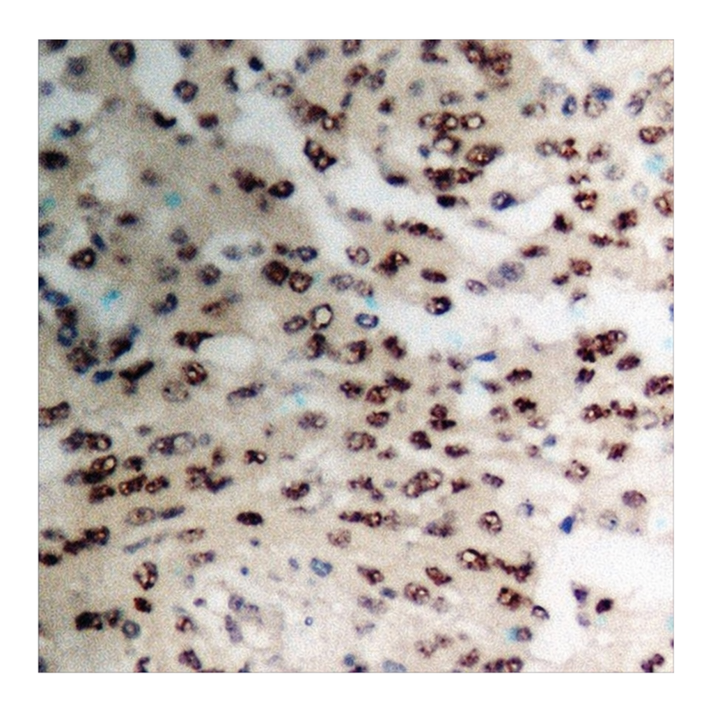 Merck Anti-phospho-TIE2 (pTyr1108) antibody produced in rabbit