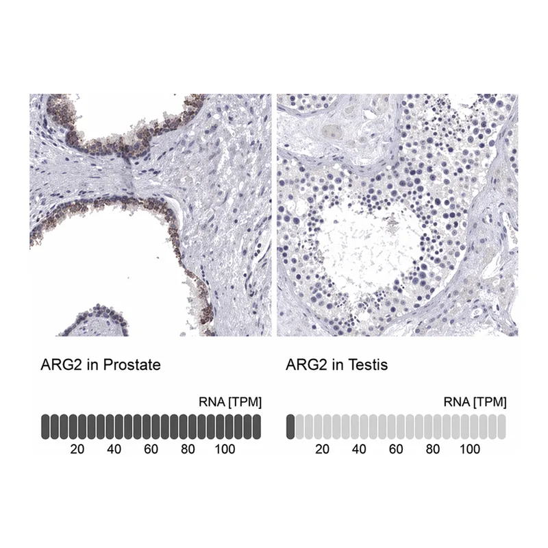 Merck Anti-ARG2 antibody produced in rabbit