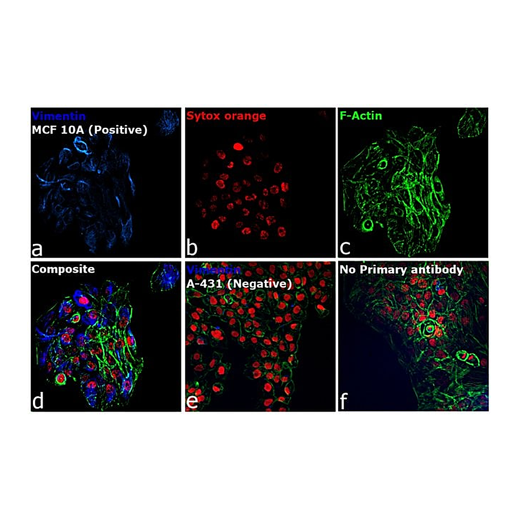Thermo Fisher Scientific Goat anti-Rabbit IgG (H+L) Secondary Antibody, DyLight 350