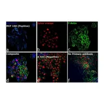Thermo Fisher Scientific Goat anti-Rabbit IgG (H+L) Secondary Antibody, DyLight 350