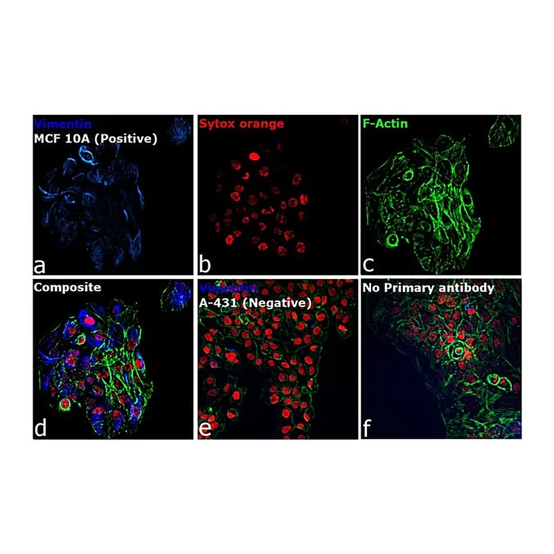 Thermo Fisher Scientific Goat anti-Rabbit IgG (H+L) Secondary Antibody, DyLight 350
