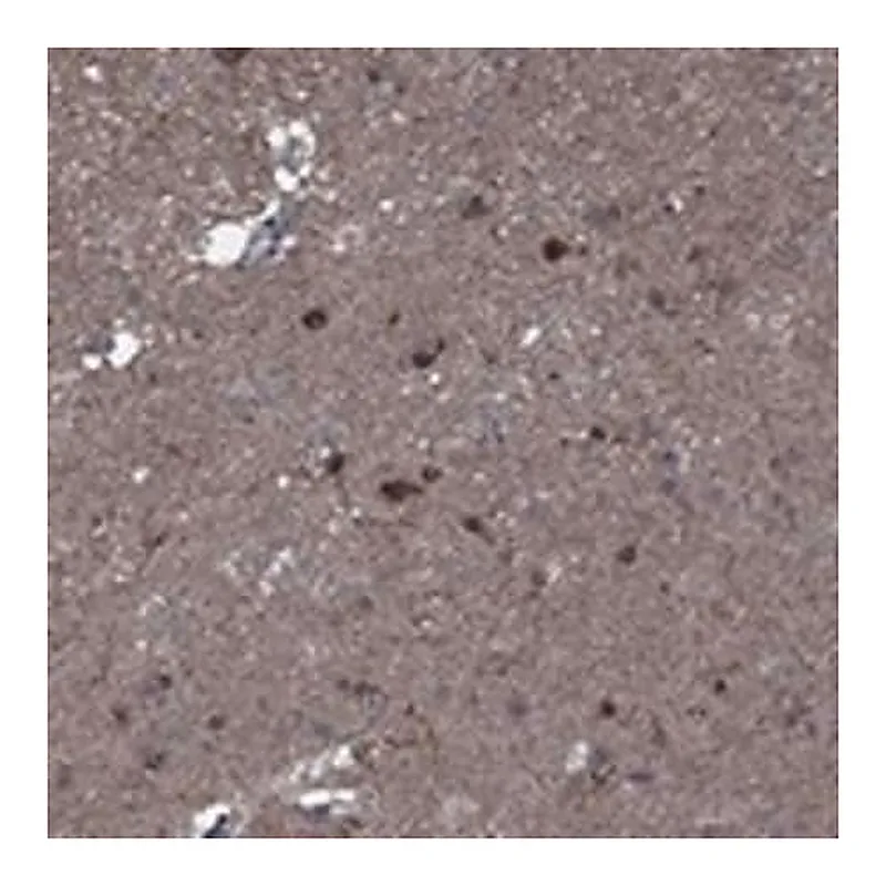 Merck Anti-SLC44A1 antibody produced in rabbit