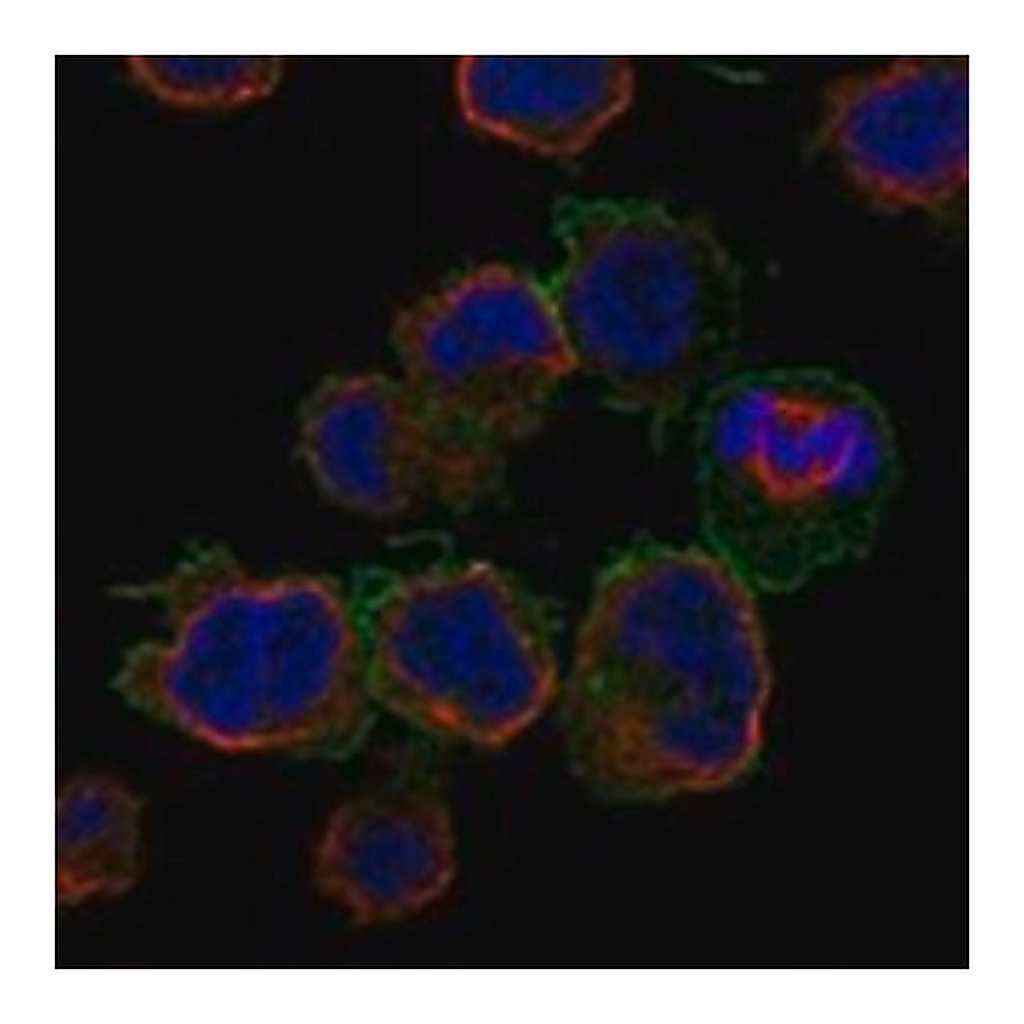 Merck Anti-FCGR2A antibody produced in rabbit