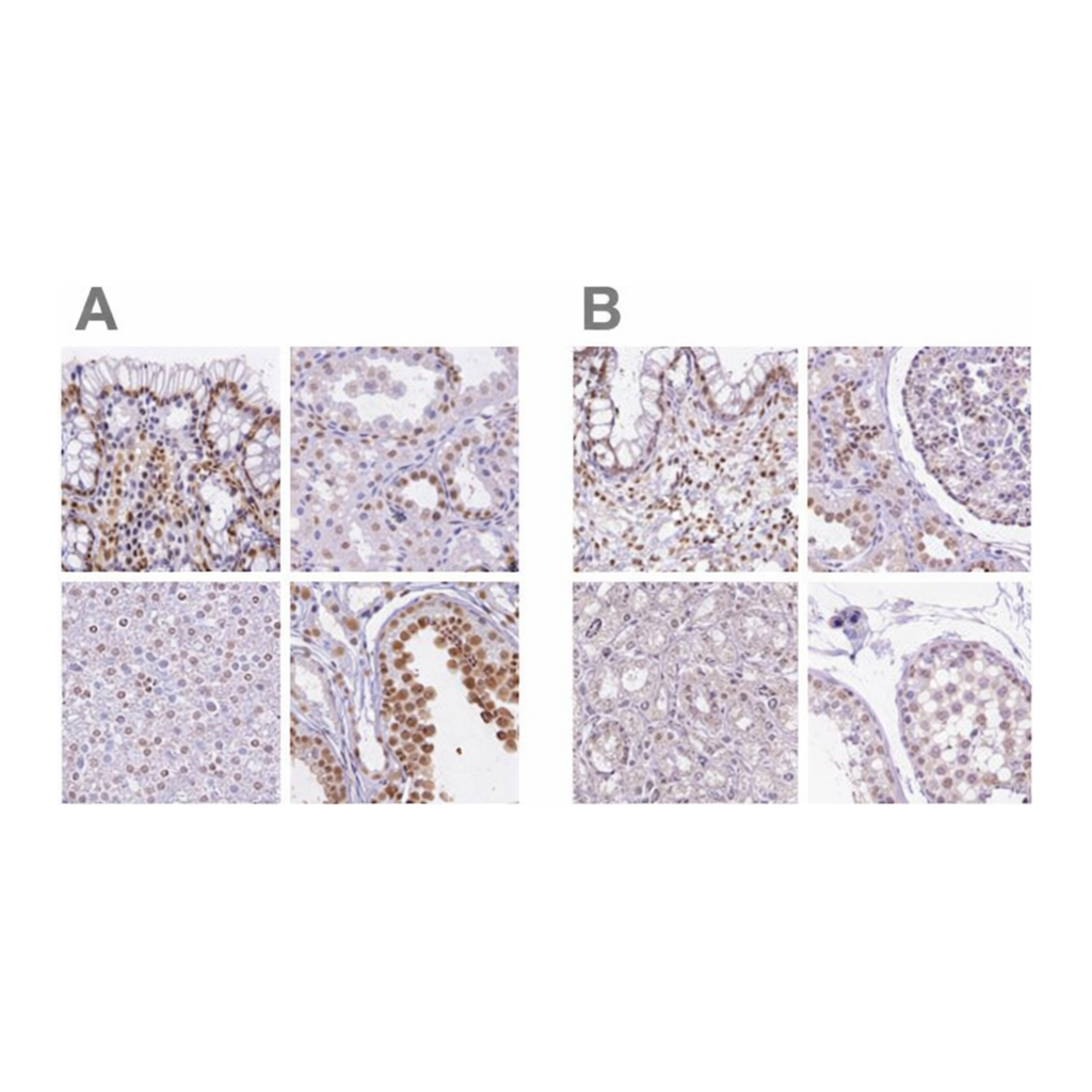 Merck Anti-HNRNPUL1 antibody produced in rabbit