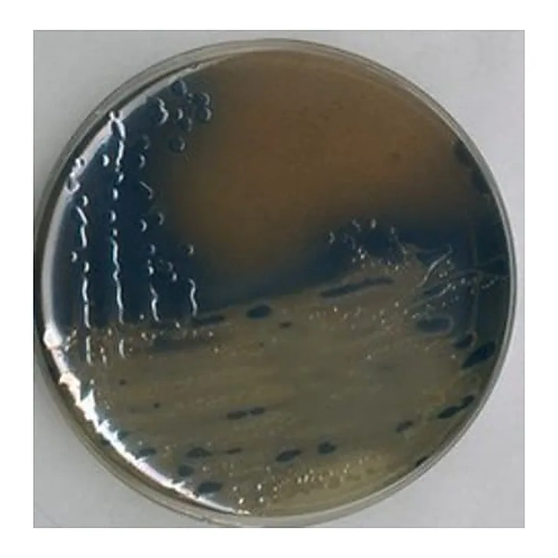 Merck Bismuth sulfite Agar