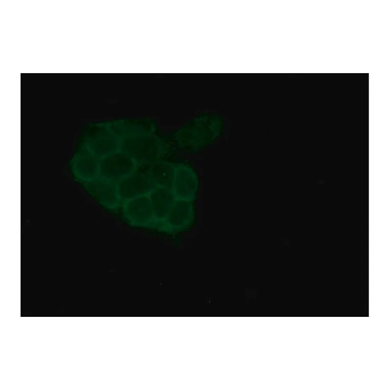 Merck Anti-alpha-E-Catenin antibody produced in rabbit