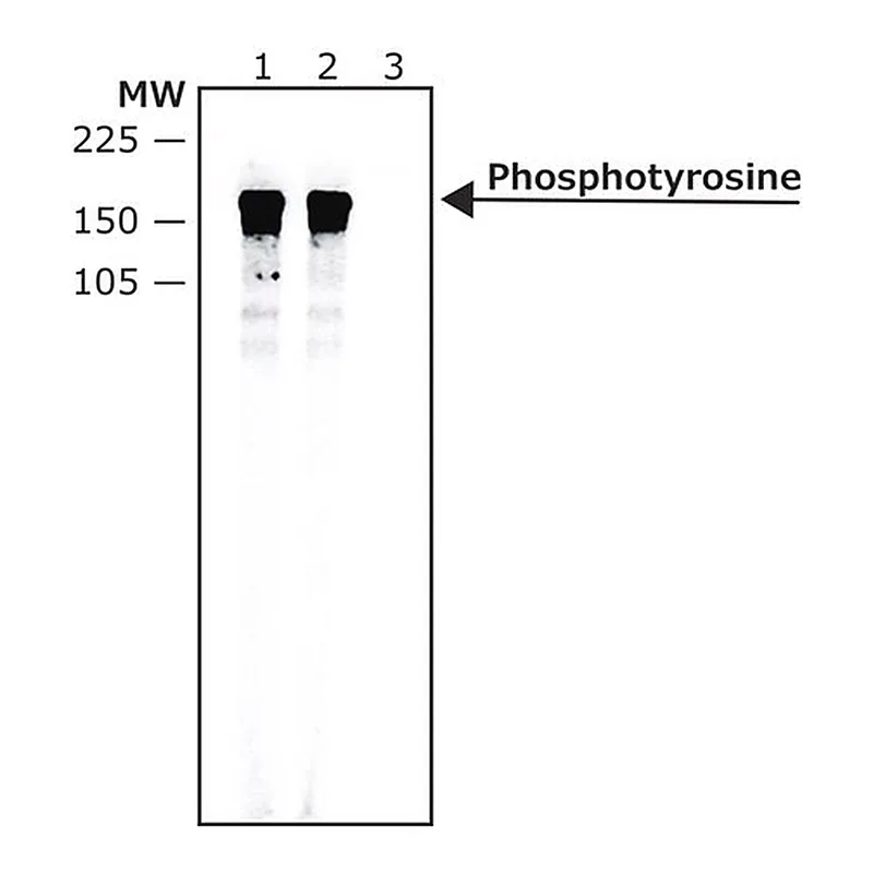 Merck Anti-Phosphotyrosine antibody, Mouse monoclonal