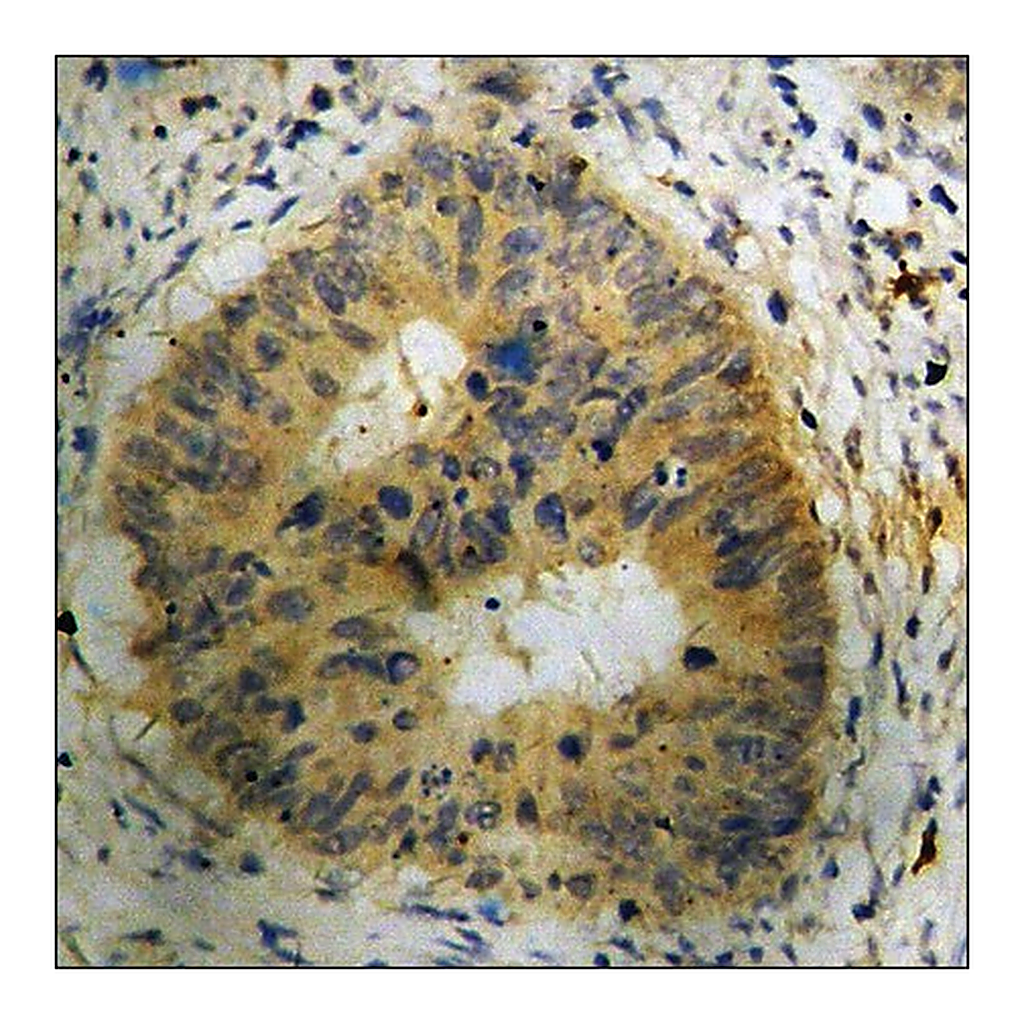 Merck Anti-phospho-ASK1 (pSer83) antibody produced in rabbit