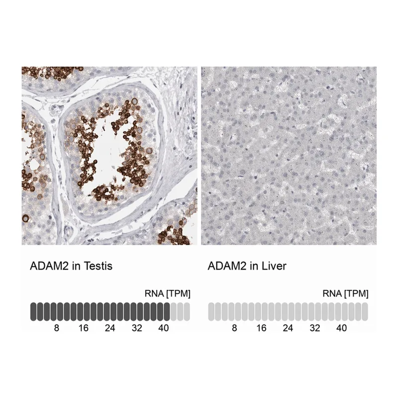 Merck Anti-ADAM2 antibody produced in rabbit