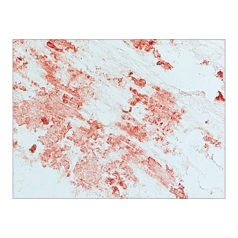Merck Anti-PRL-3 antibody produced in rabbit