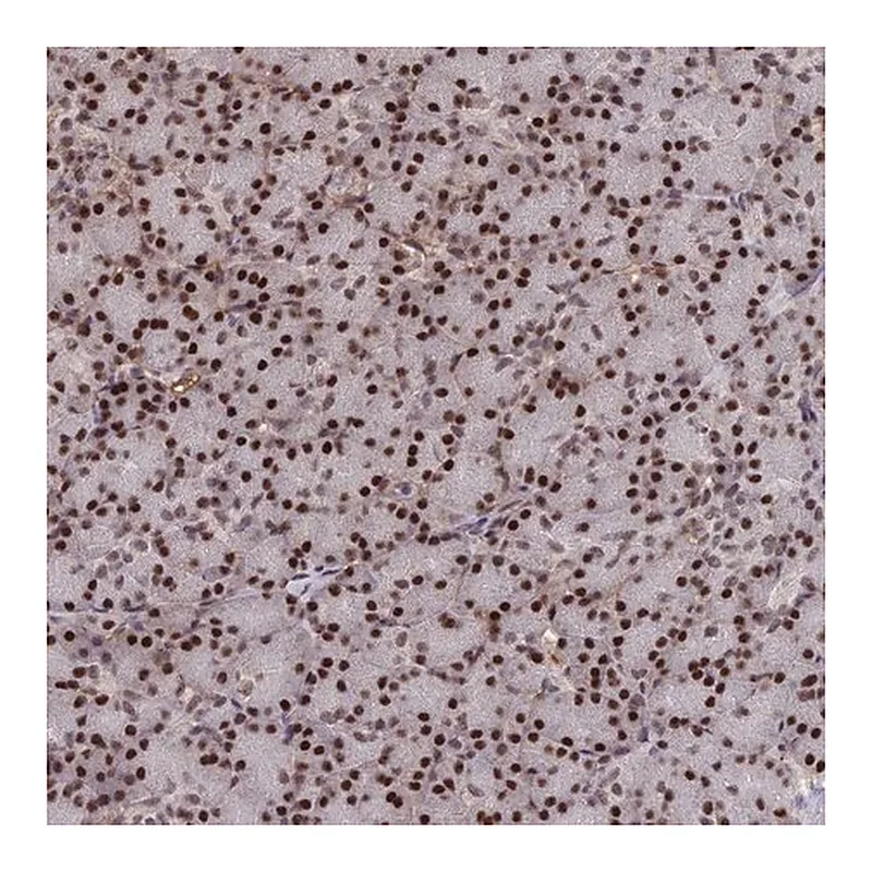 Merck Anti-SH3D21 antibody produced in rabbit
