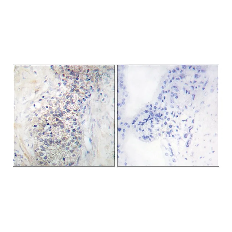 Merck Anti-LRAT antibody produced in rabbit