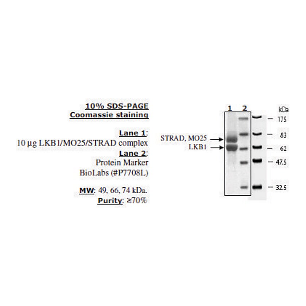 Merck LKB1/MO25/STRAD Active human