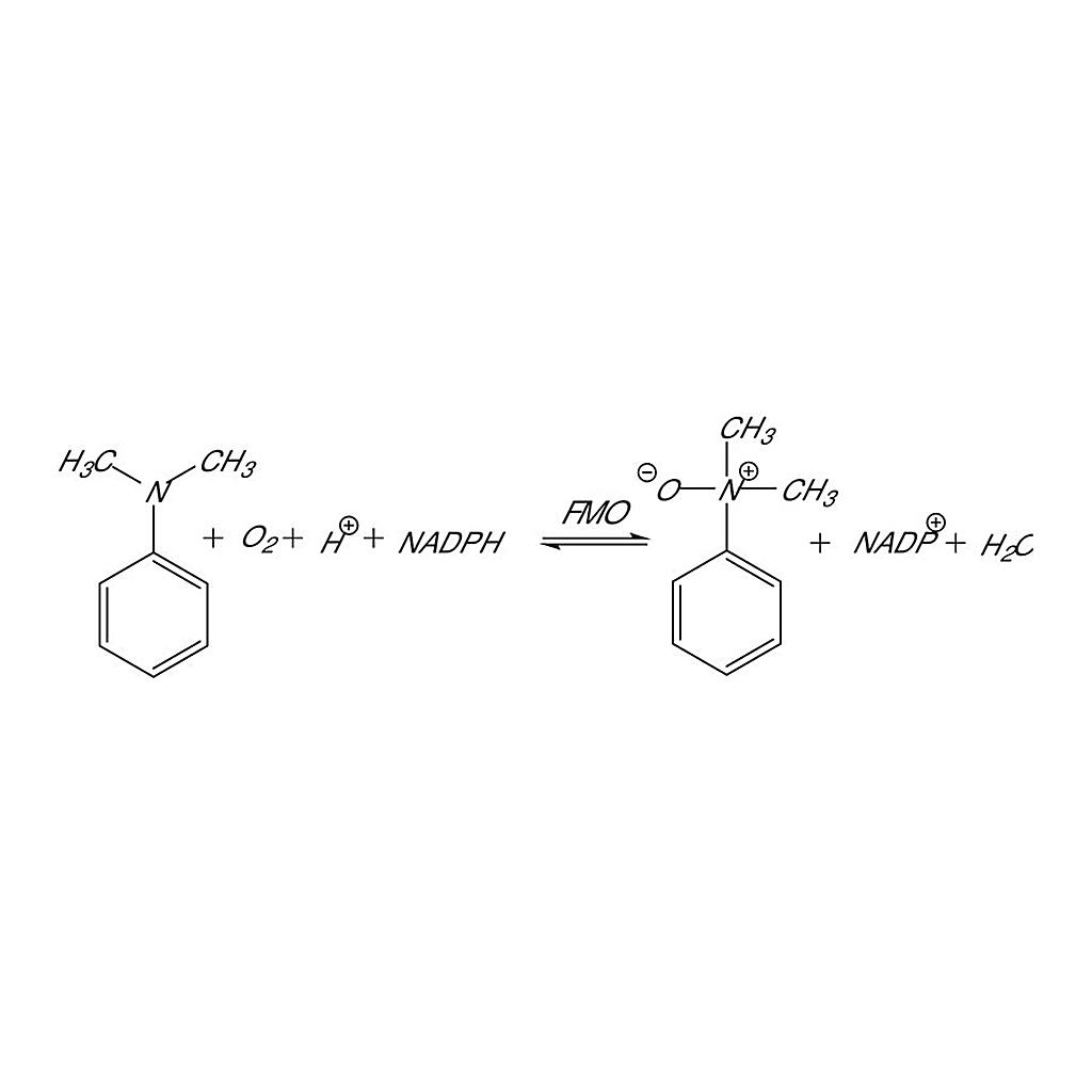 Merck Flavin-Containing Monooxygenase-1, Microsomes human