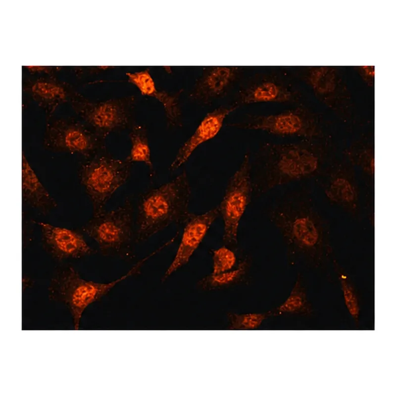 Merck Anti-Cullin 3 antibody produced in rabbit