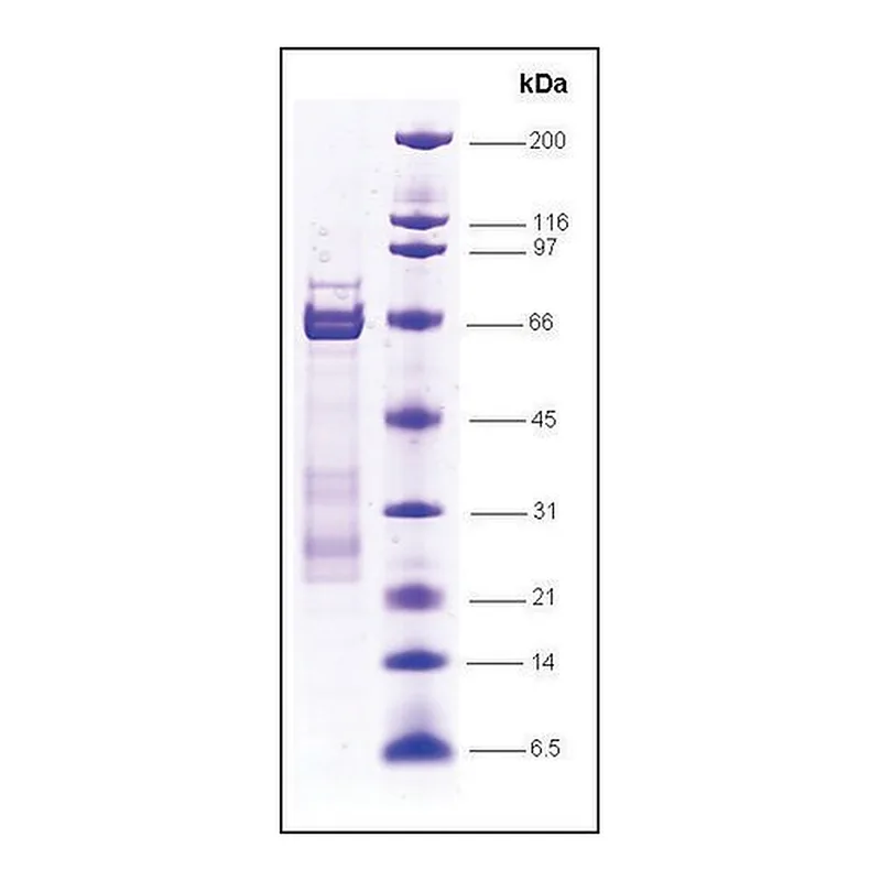Merck Sp1 (GC-box binding protein), GST tagged human