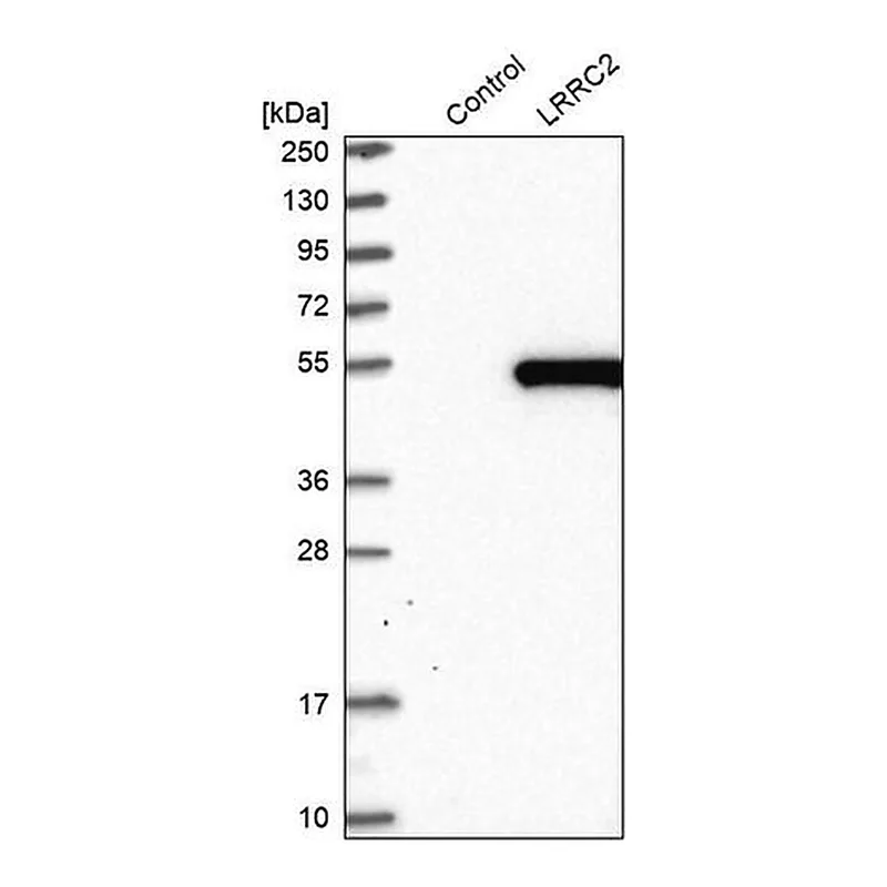 Merck Anti-LRRC2 antibody produced in rabbit