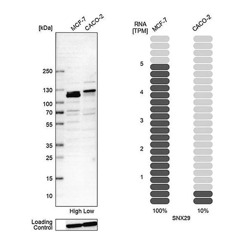 Merck Anti-SNX29 antibody produced in rabbit