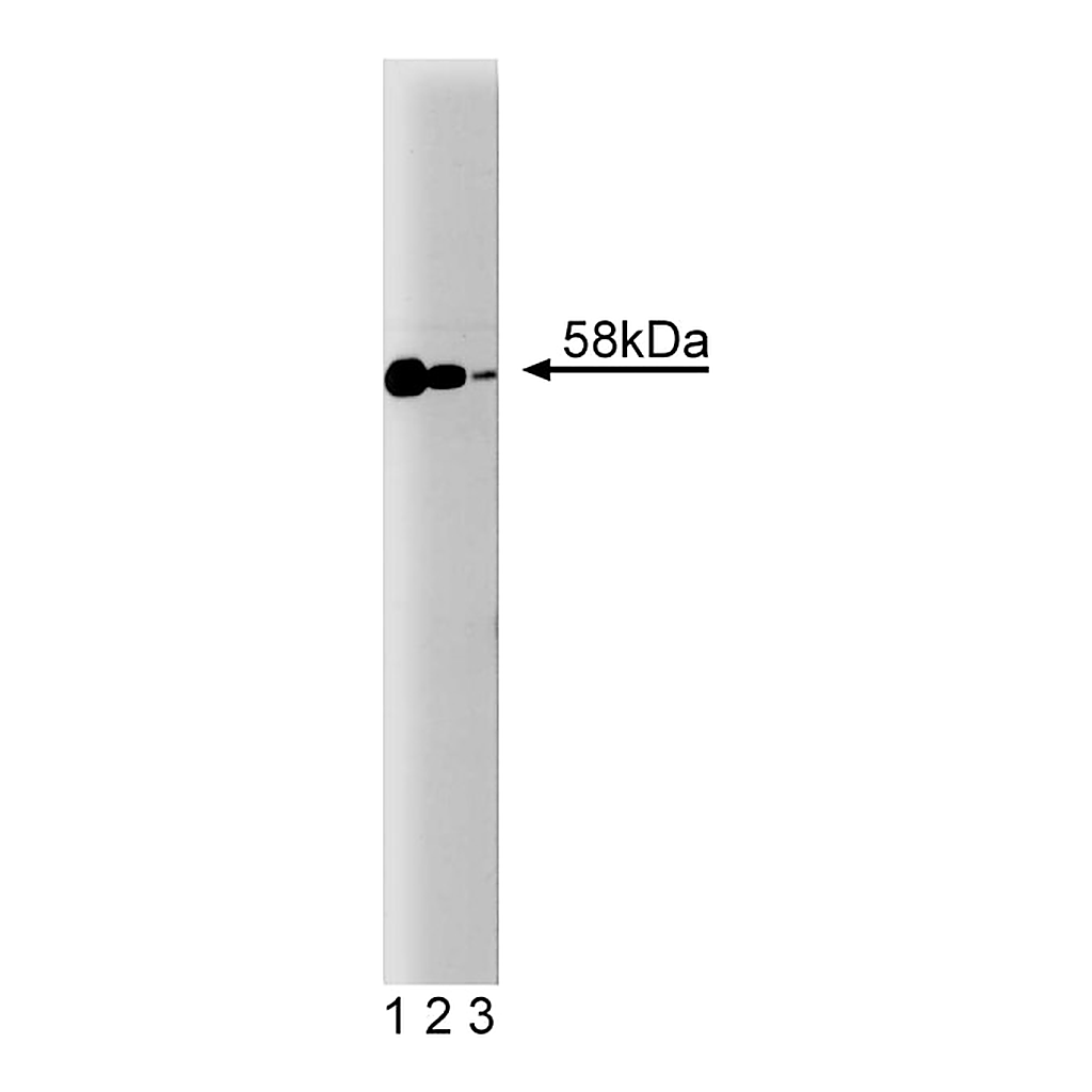 BD Purified Mouse Anti-Smad2/3