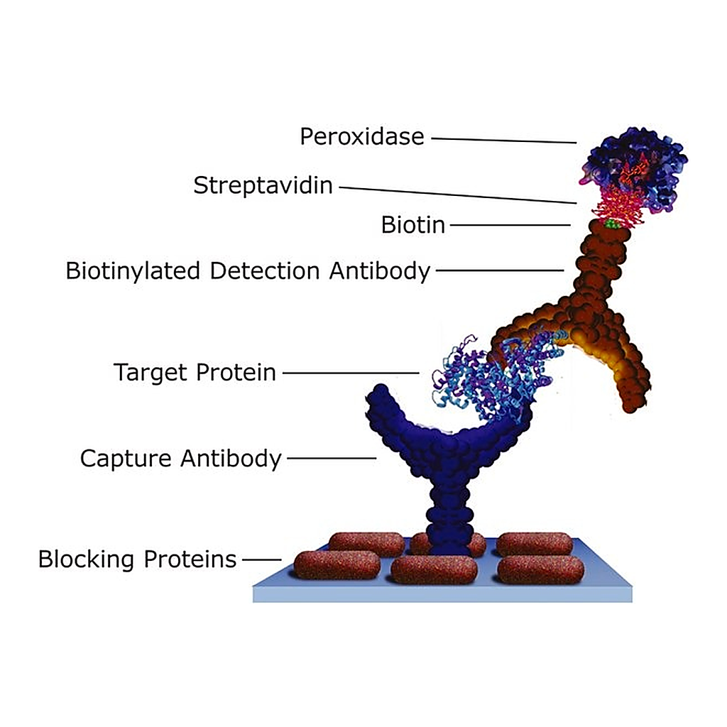 Merck Streptavidin-Peroxidase from Streptomyces avidinii