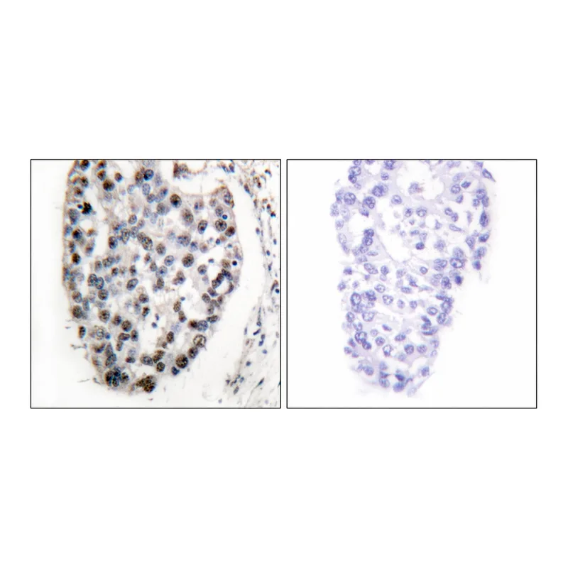 Merck Anti-MYF5 antibody produced in rabbit