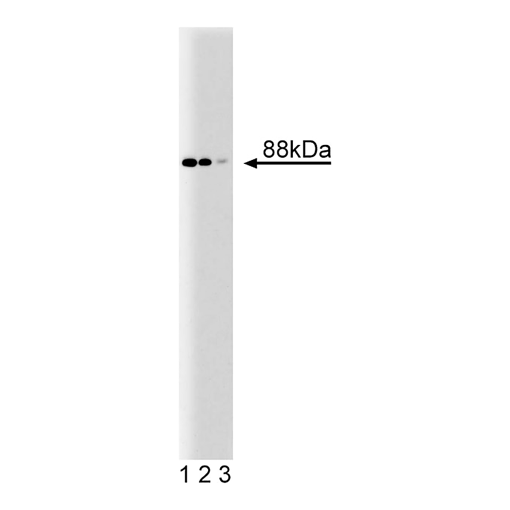 BD Purified Mouse Anti-Human Nup88